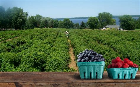 Berry farm near me - Hickory Bluff Nursery and Berry Farm Holly Hill, SC, 29059. At "Hickory Bluff Nursery and Berry Farm" you can pick: Blackberries. Blueberries. Peas (snap) Strawberries. Tomatoes. (843) 743-8244 Read more...